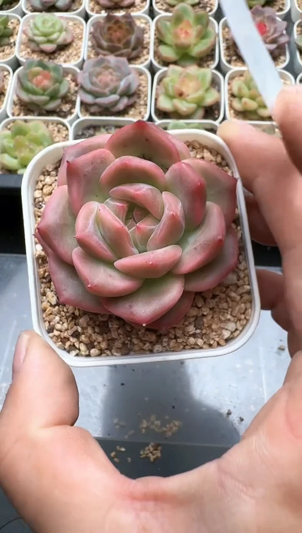 283C云禹多肉植物 带盆土纸巾打包 3颗包邮