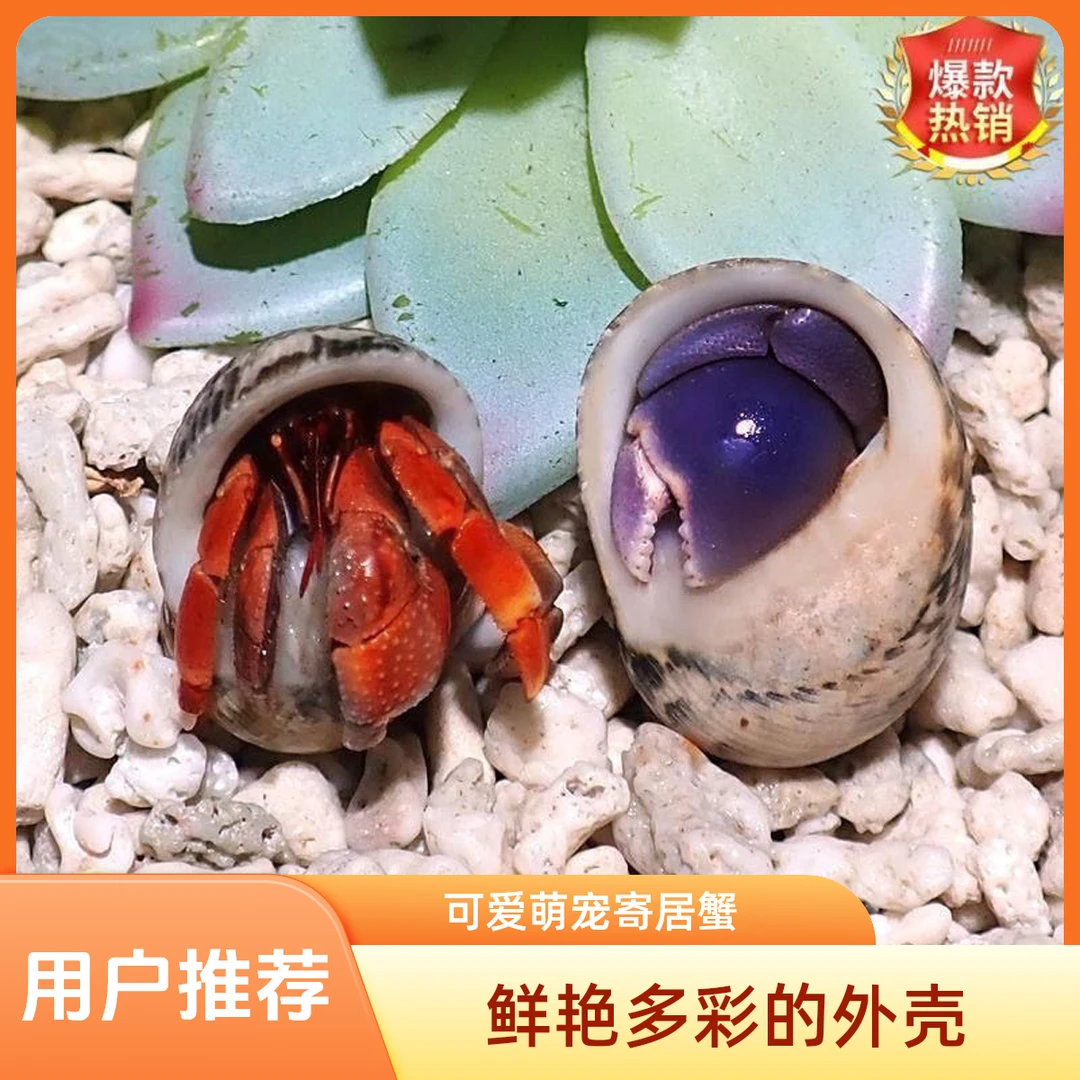 萌宠陆生寄居 蟹可爱小蟹 可作桌宠萌宠 好养易活