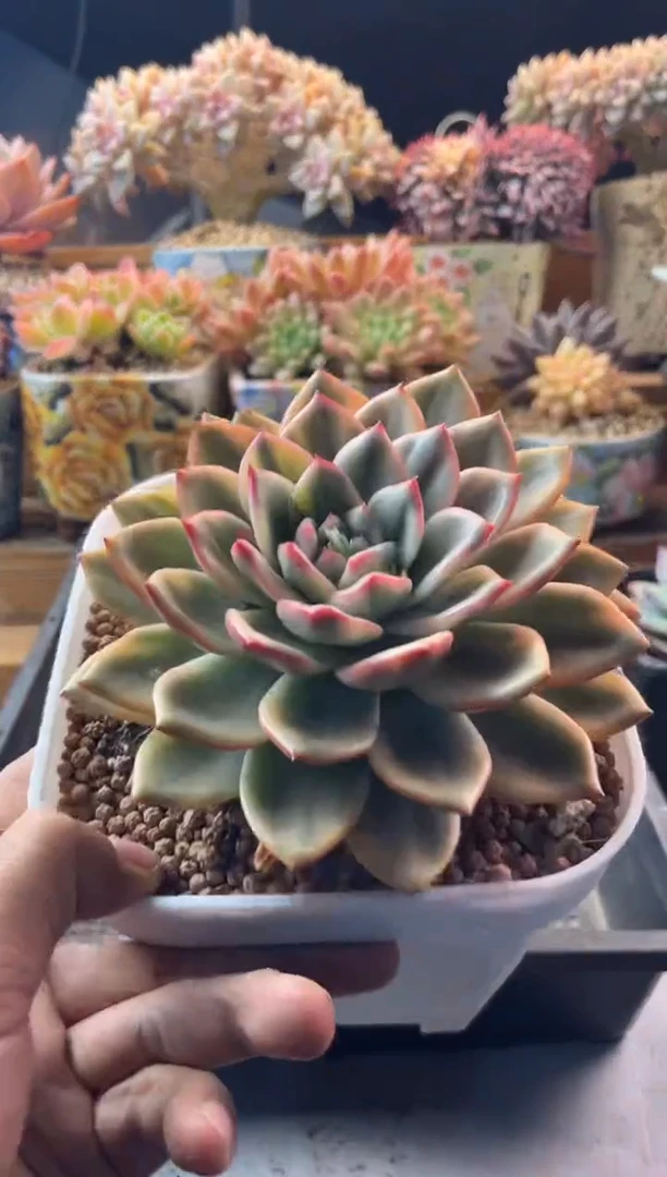 11.12-30加勒比海蓝锦1111111