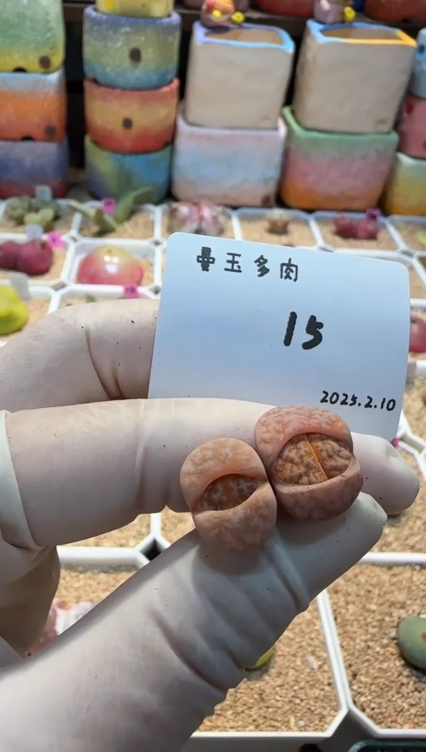 【闪购商品】25.2.10-15小翻翻