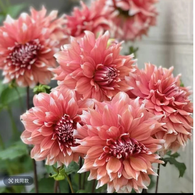 （霜冻）大丽花种球盆栽