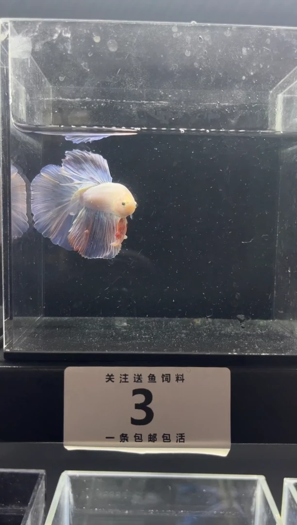 斗鱼斗鱼竟拍连接03