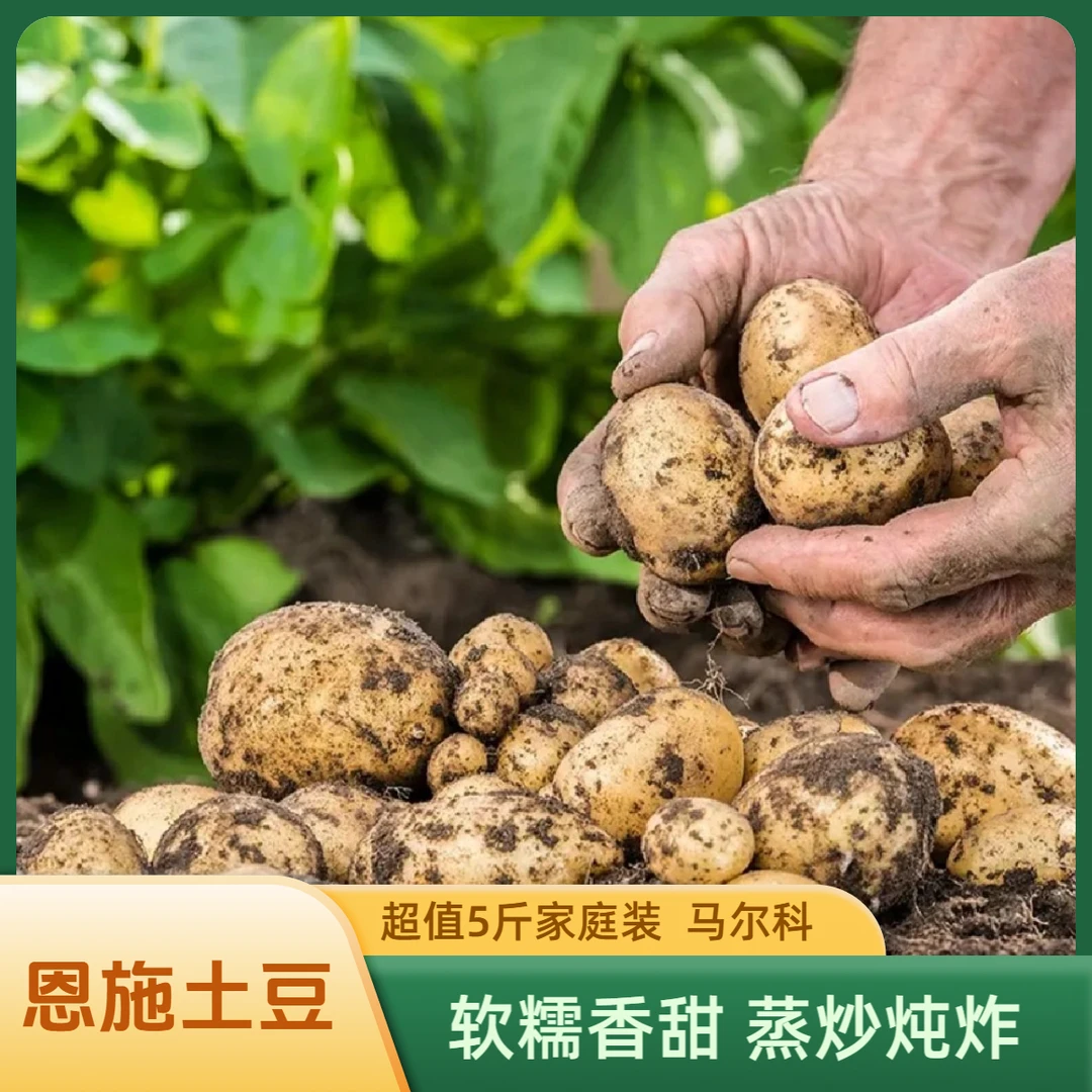 恩施农家 现挖土豆5斤
