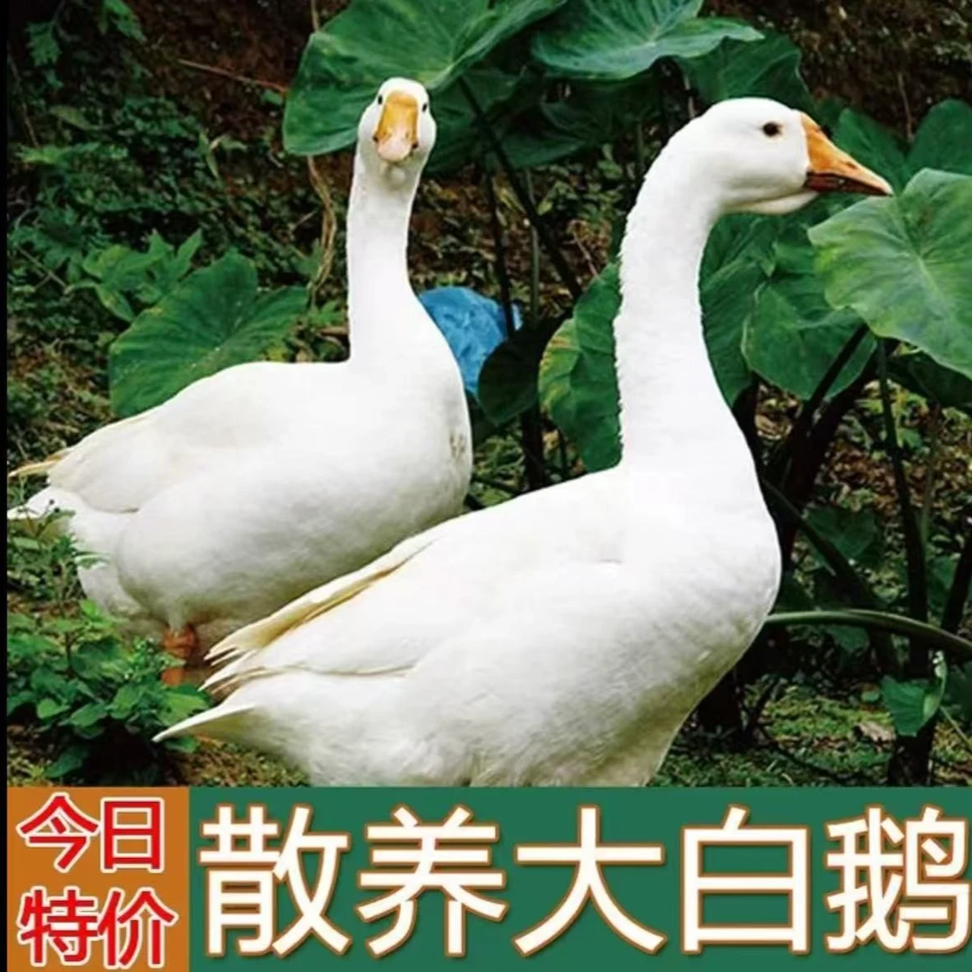 【A1】农家散养大白鹅 青年鹅 单只净重9斤 带心肝发货