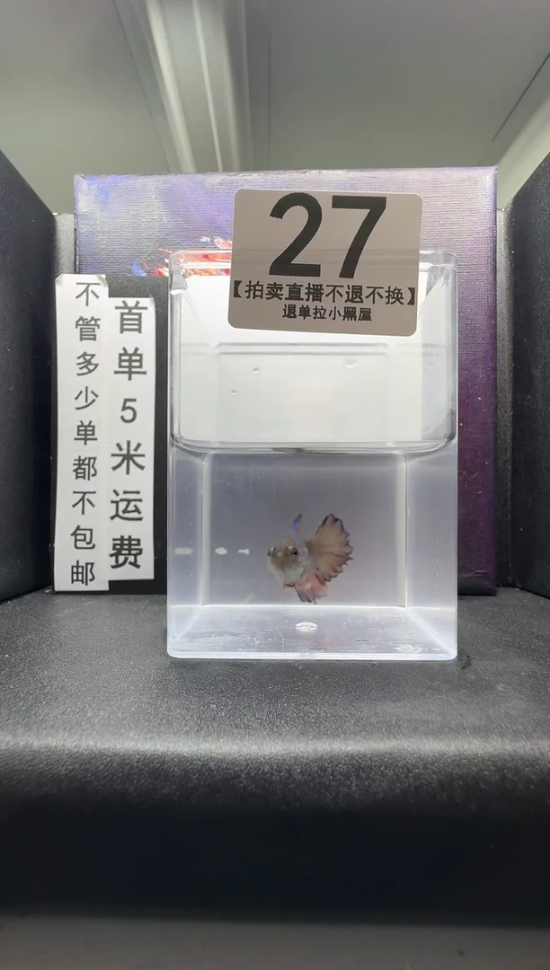 斗鱼母鱼编号：27