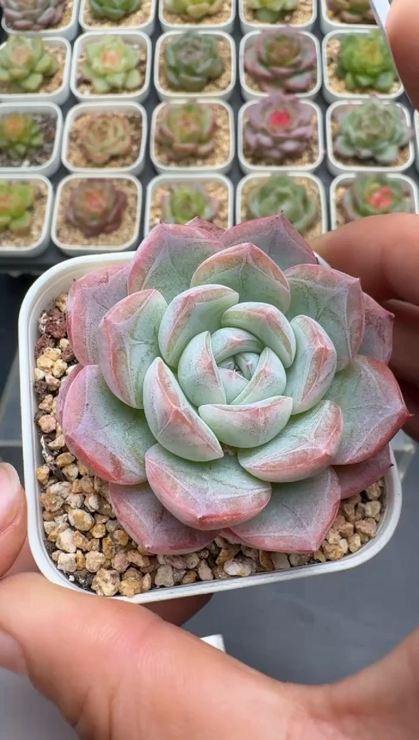 329E云禹多肉植物 带盆土纸巾打包 3颗包邮