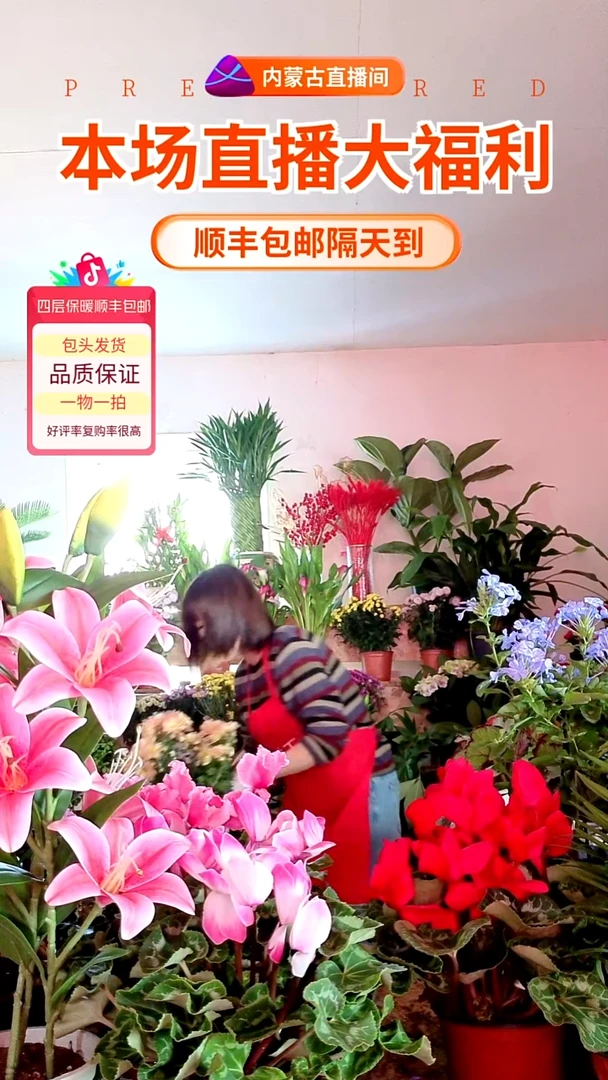 完全开放香槟色小雏菊