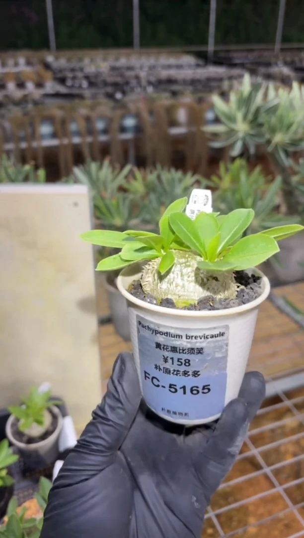 惠比须笑FC-5165