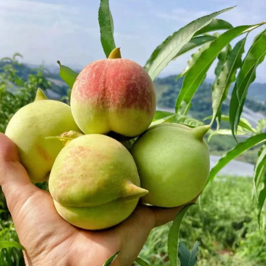 【顺丰京东包邮】正宗鹰嘴桃新鲜现摘当季桃子5斤整箱包邮