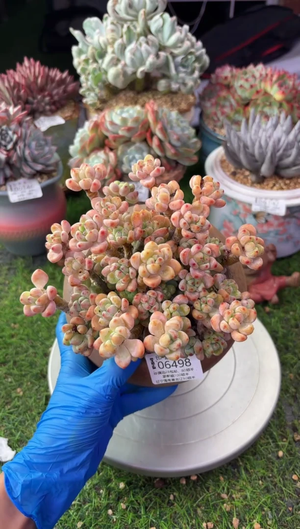 昆明印象多肉06498