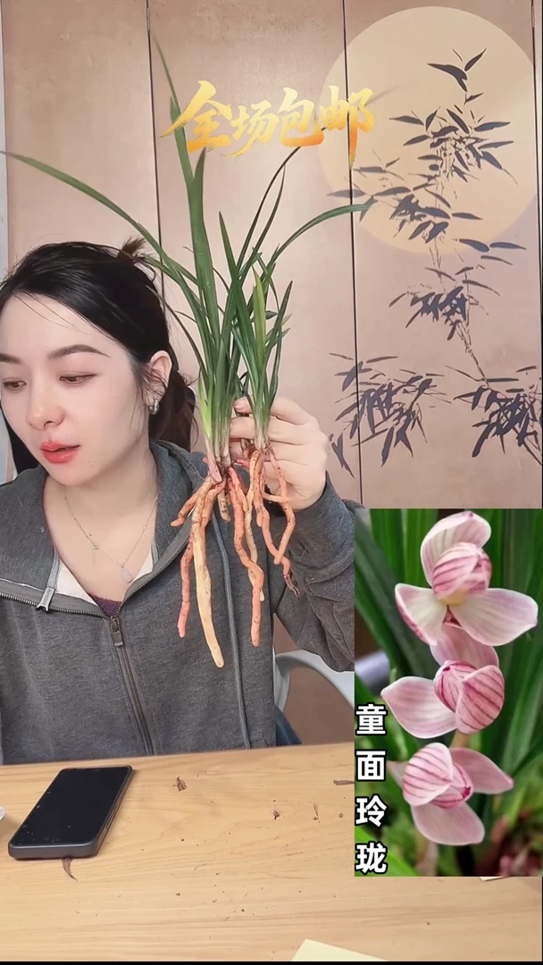 当前无花栽培后可以开花：童面玲珑