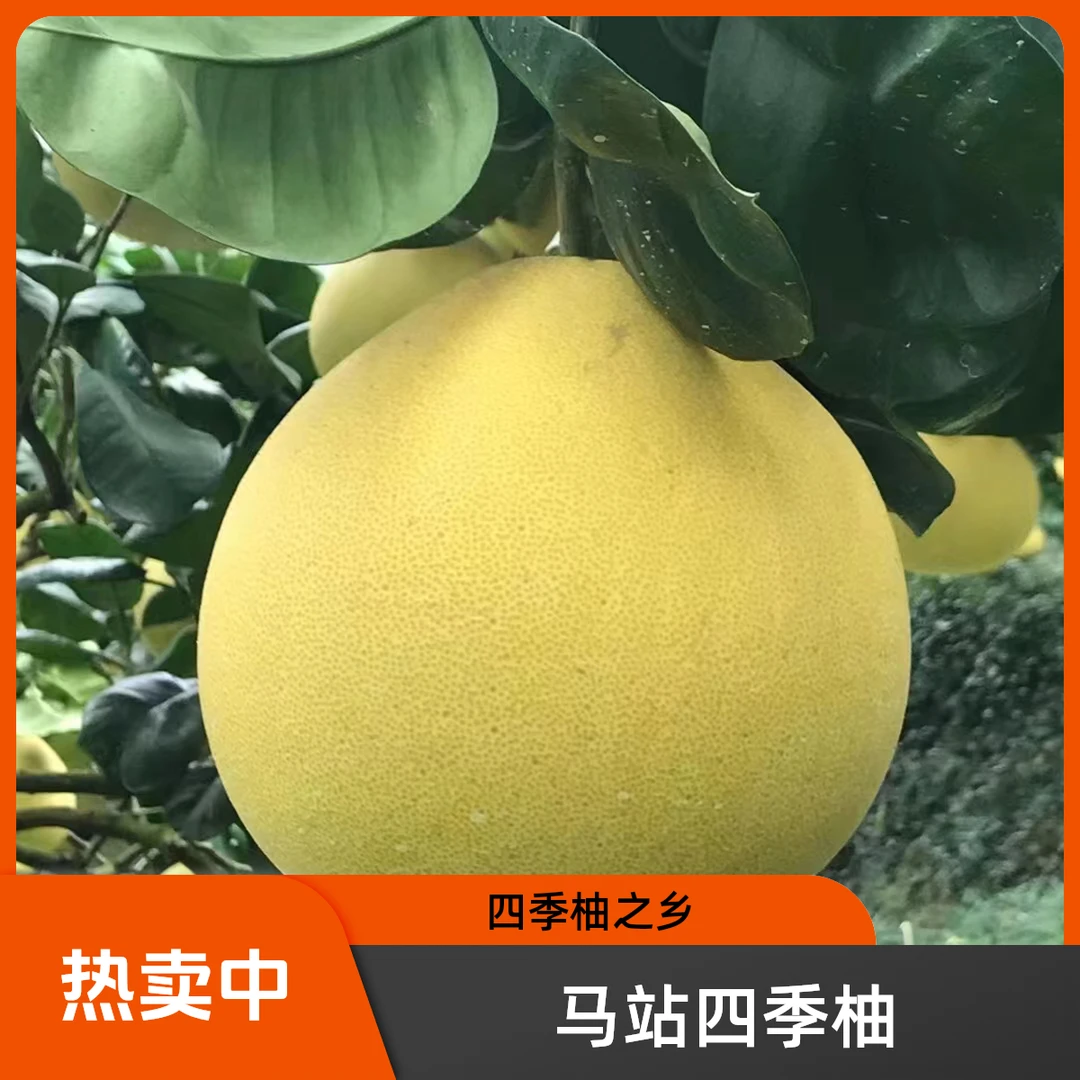 新鲜采摘的正宗马站四季柚-香甜多汁当季水果