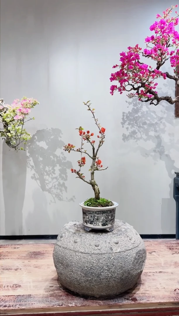 【闪购商品】盆景海岛红