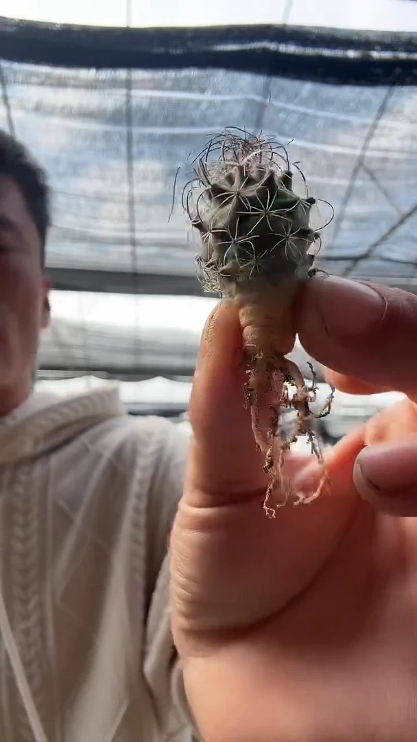 草刺娇丽不带盆土17.99