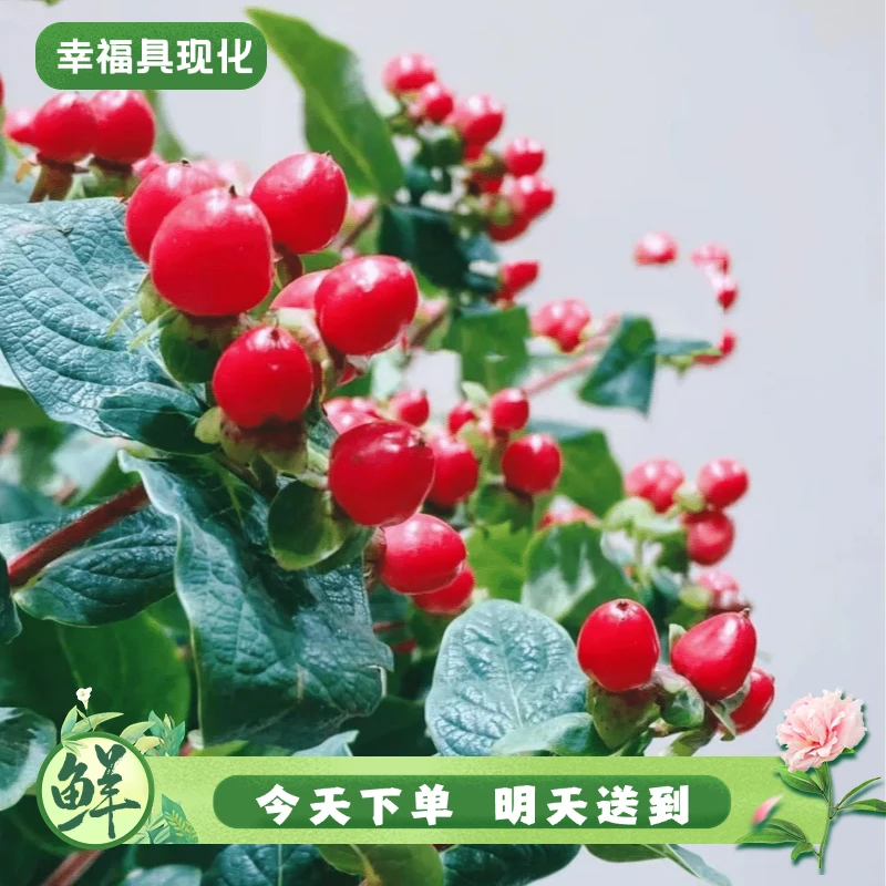 【明日必达】红豆花6-7只-配花家居生活花-全场任意俩单顺丰包邮到家