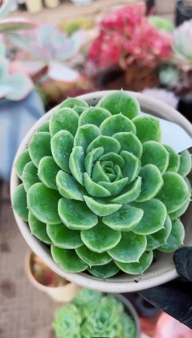 一**阳多肉植物一物一拍1086