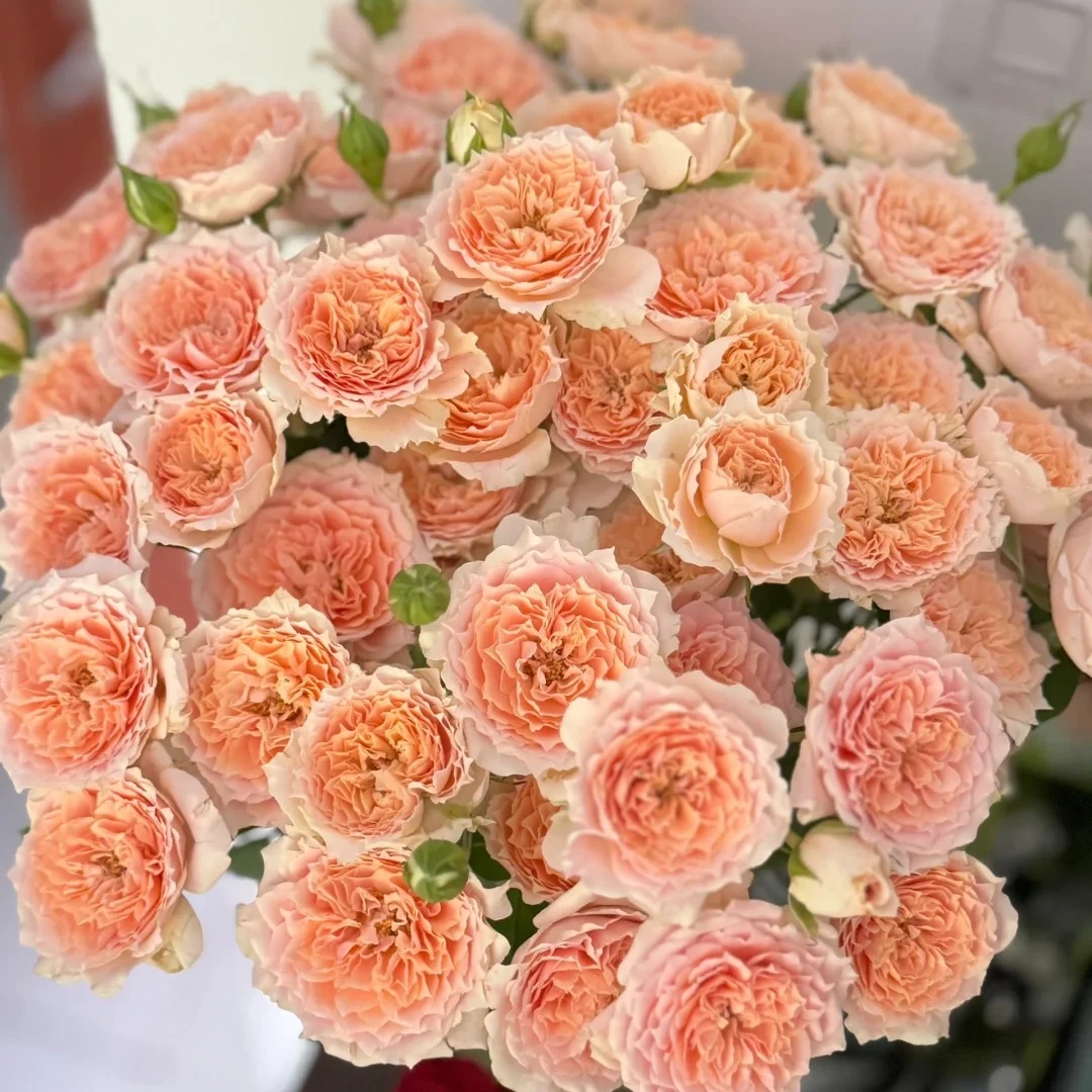 【老粉福利】杏色啦啦队 多头泡泡  会变色 鲜切花