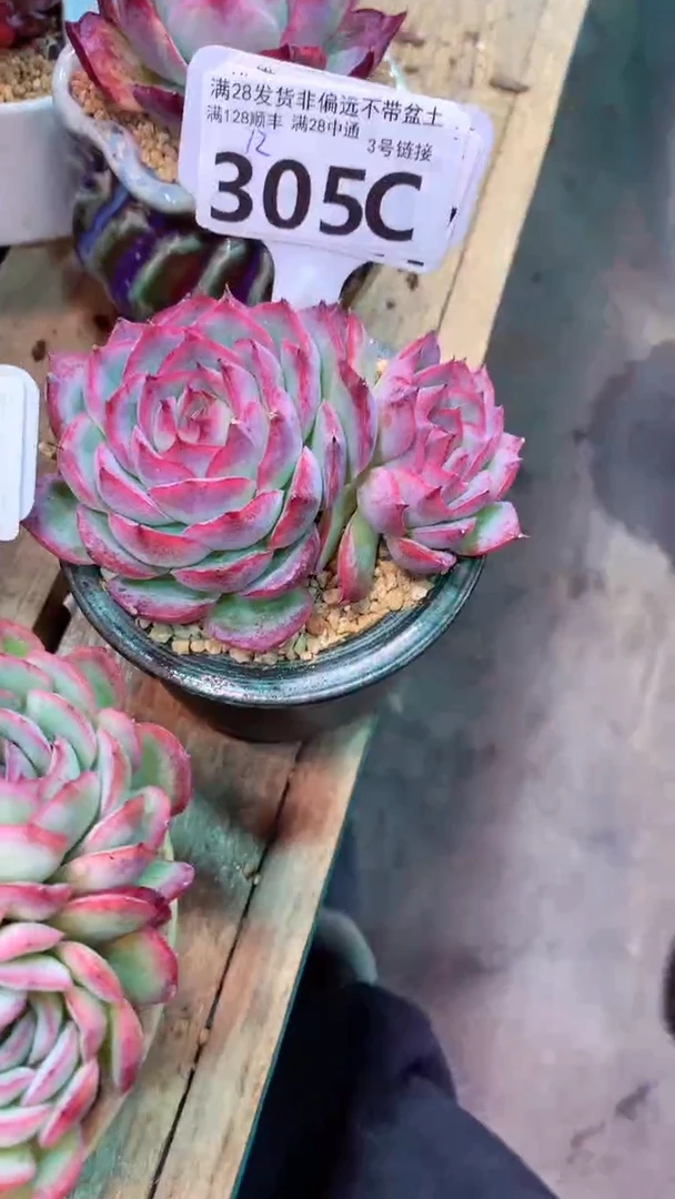 305C（一物一拍实付满28发货，默认不带盆土）
