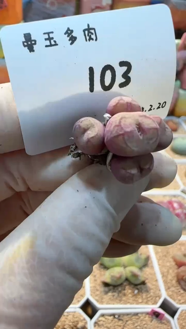 【闪购商品】25.2.20-103