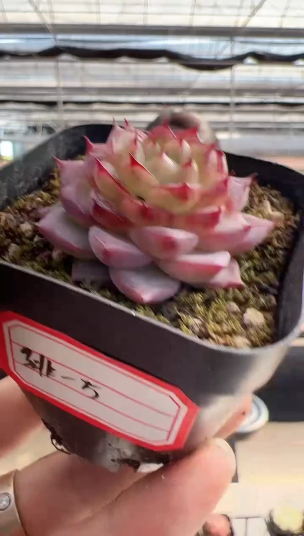 【闪购商品】绯月潭-5