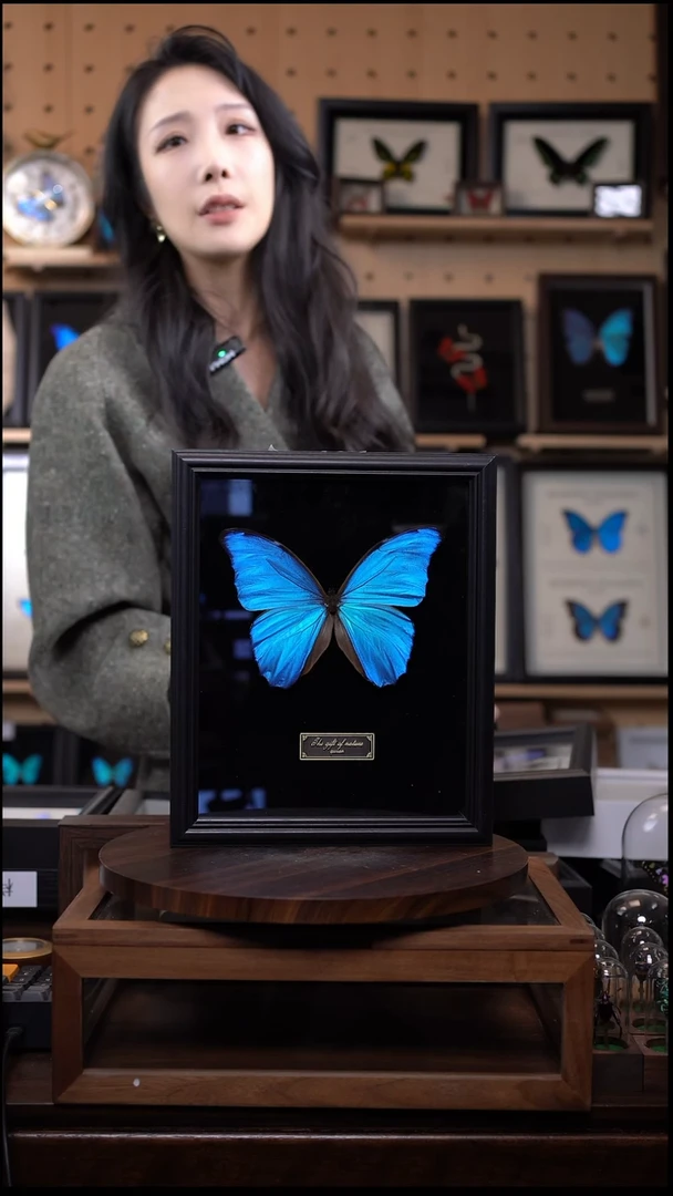 大蓝闪蝶黑绒底版10寸欧式框（带证书）