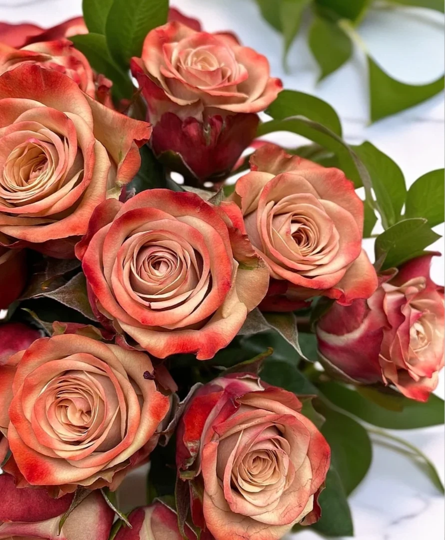 【卡布奇诺20枝+康乃馨20枝】源头优选高品质