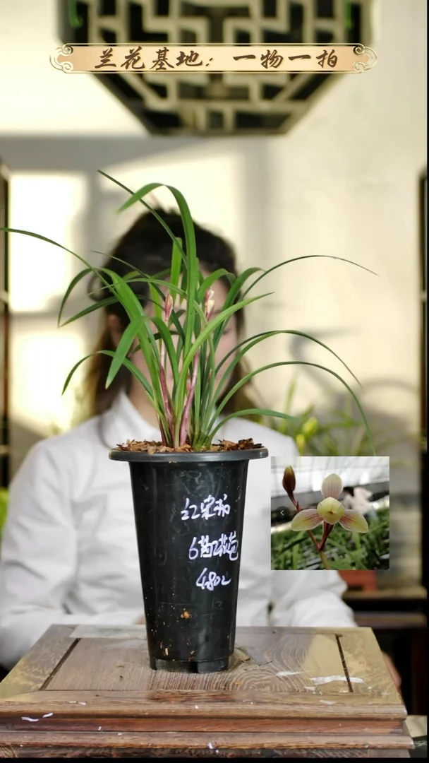 完全开放红宋梅5苗2花苞