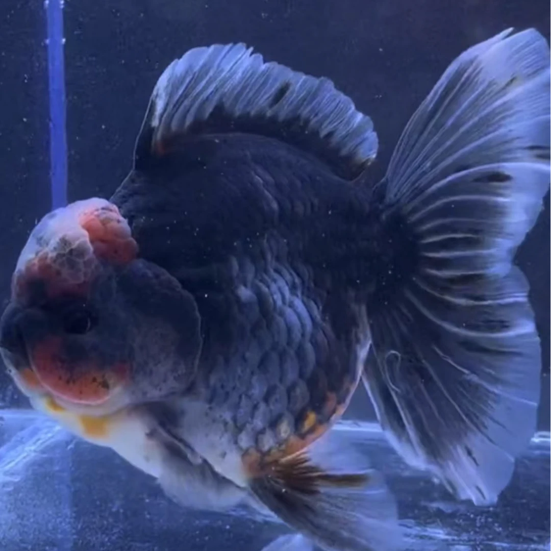 泰狮金鱼4尾商品苗2cm左右   无开箱视频不售后   臀鳍不论