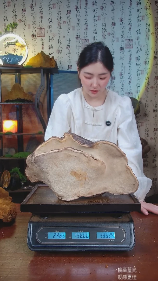 红缘拟层孔菌中国大陆【藏区 野生】红缘树舌（4.93斤）50-60年份