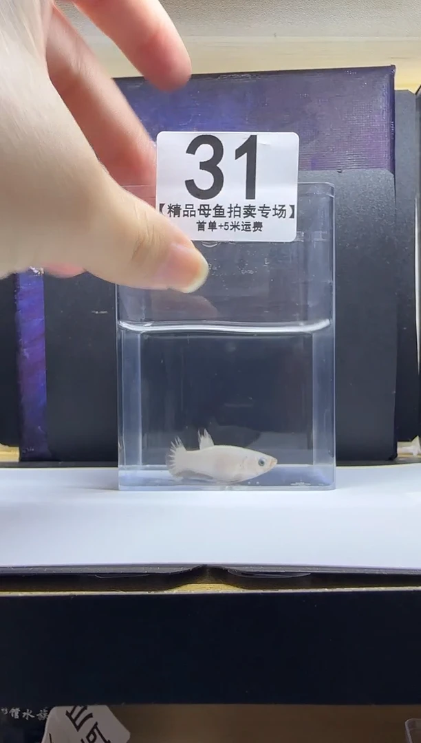 斗鱼母鱼编号：31