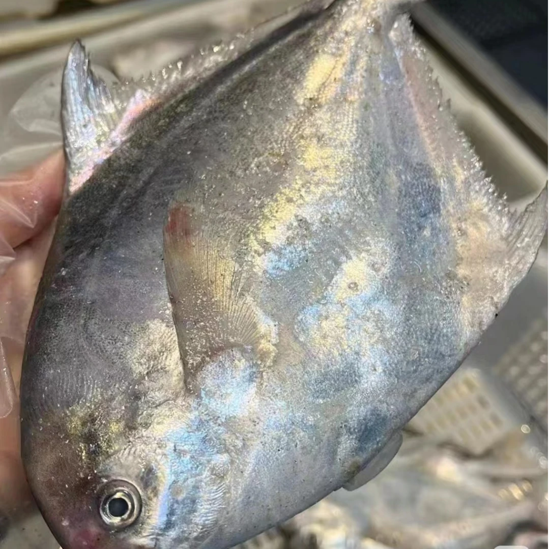 【超大号】野生银鲳鱼 鲳鱼 平鱼 一斤2条 稀少懂货的拍 独立包装