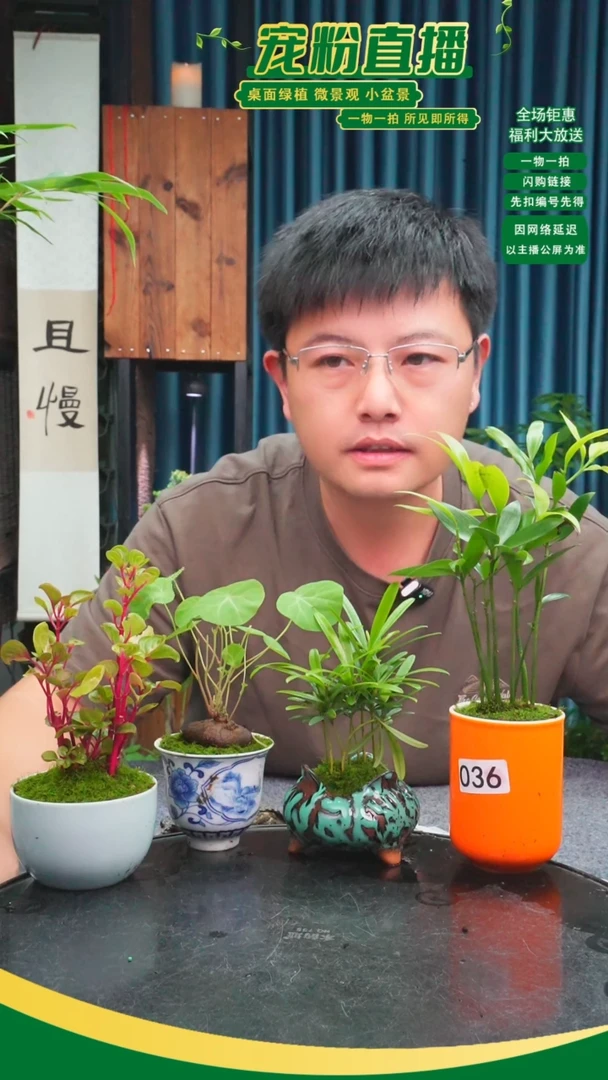 无花朵吹*苔藓微景观036号