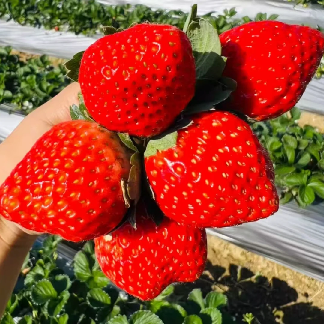 L1【草莓皇后】长丰红颜99草莓奶油草莓大扁果多倍体草莓顺丰京东包邮送货上门
