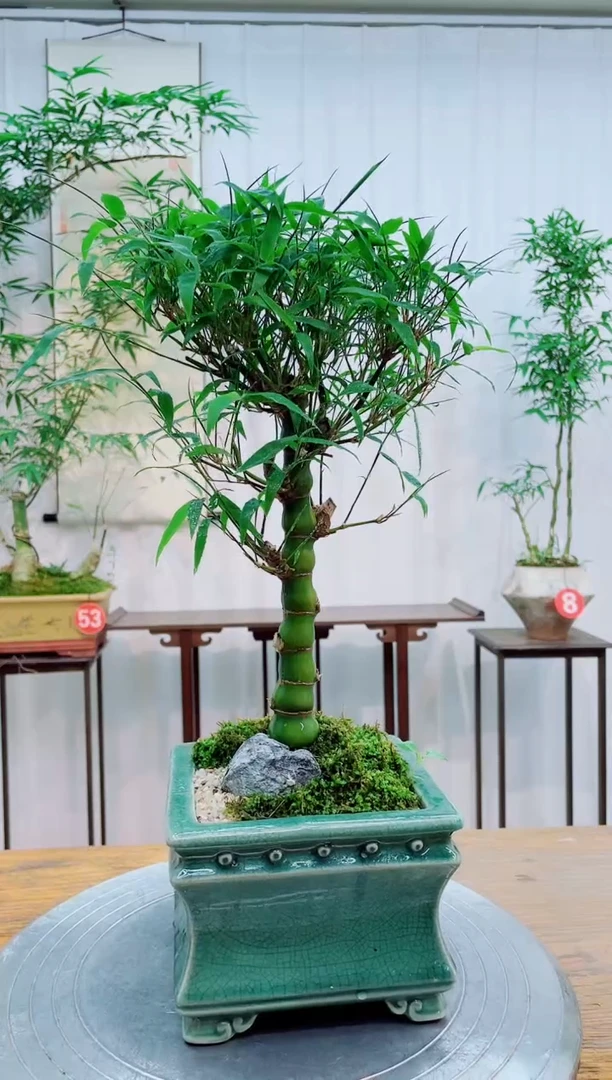 无花朵室内观赏竹盆景