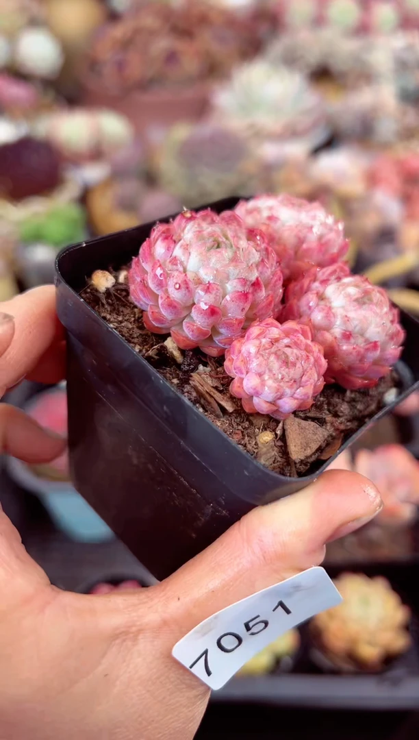 【闪购商品】7051群生羊脂球多肉