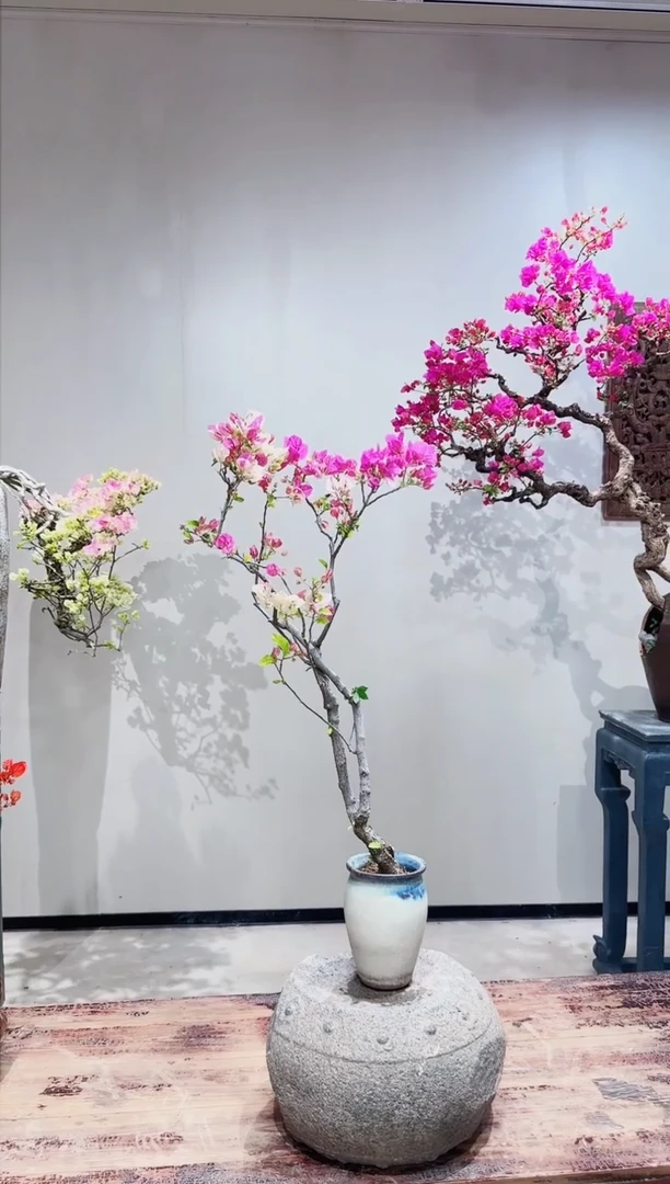 【闪购商品】盆景章红樱