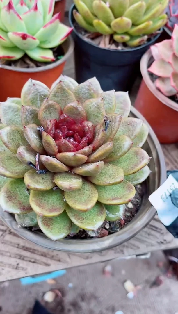 25173多肉植物一物一拍