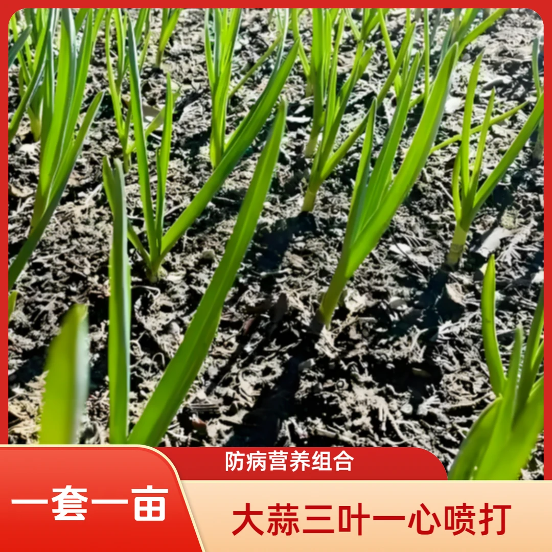 大蒜三叶一心生根壮苗叶面喷打营养组合