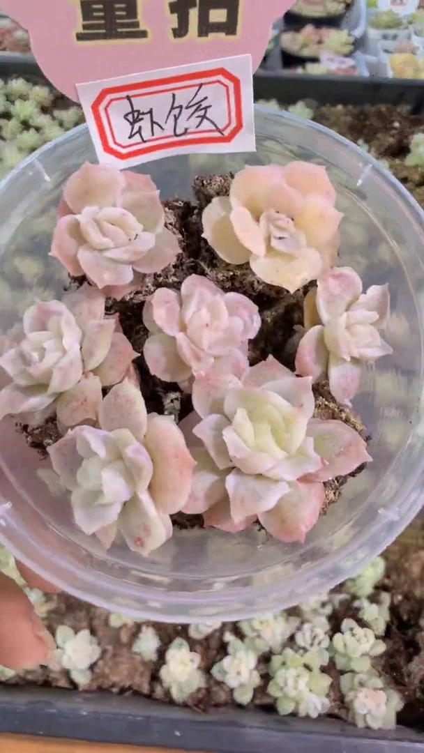 虾饺单双混 7颗量拍混发 满9.9包邮