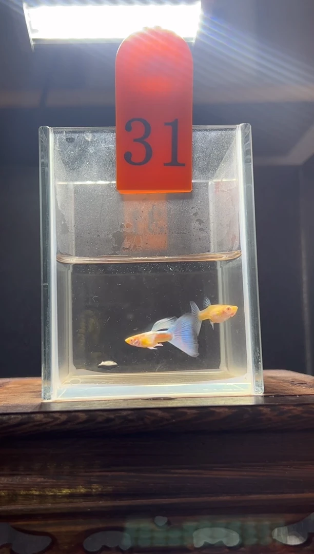 孔雀鱼蓝白飞船31