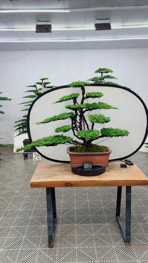 无花朵造型盆景一物一拍
