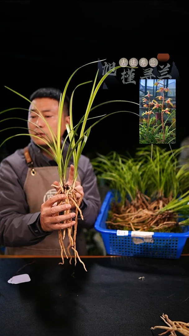 当前无花栽培后可以开花湿*蕙兰朱金黄心草（3苗草）内部价