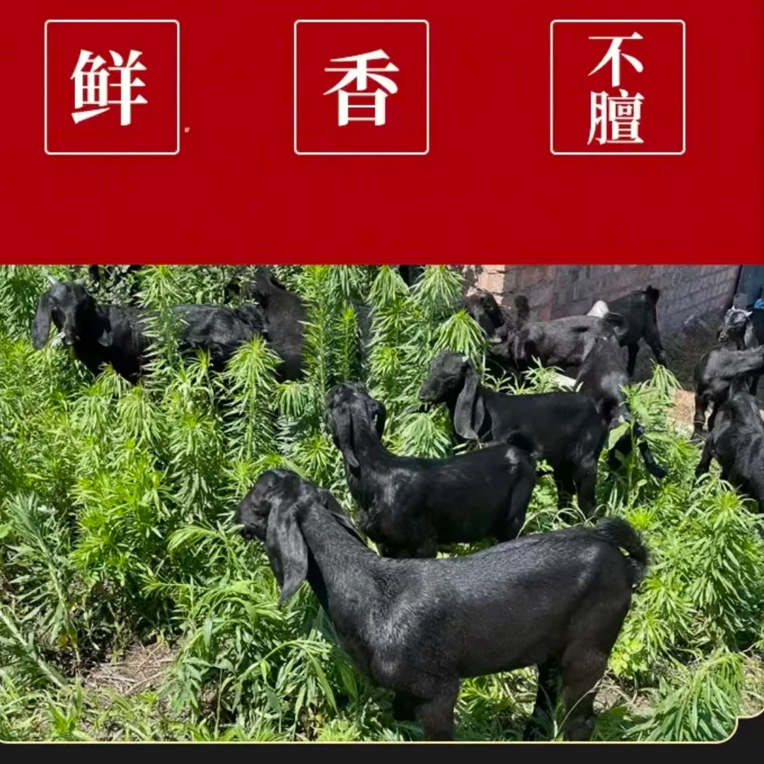 ③生态黑山羊（拍7.1斤得7.2斤羊排）活羊现宰 顺丰冷链包邮