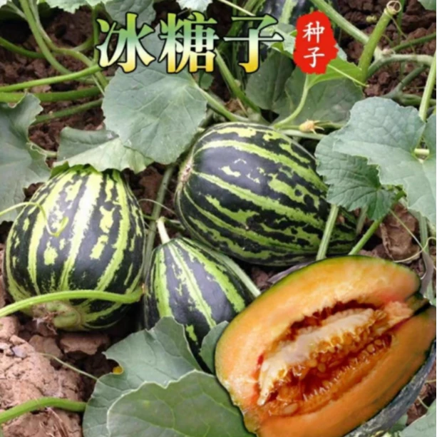 籽种拍三送一超甜皮薄【冰糖子甜瓜】种子黄金蜜甜瓜高产易种植