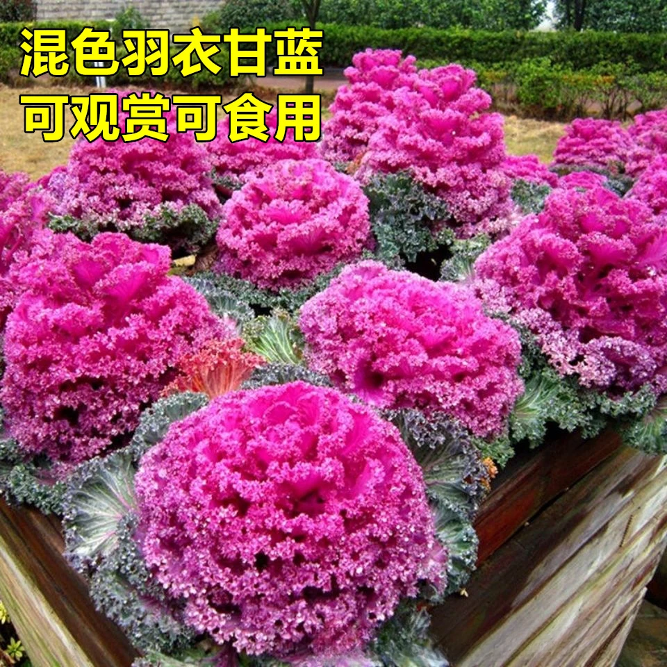 【新疆包邮】 对版混色羽衣甘蓝种籽 庭院阳台可盆栽观赏