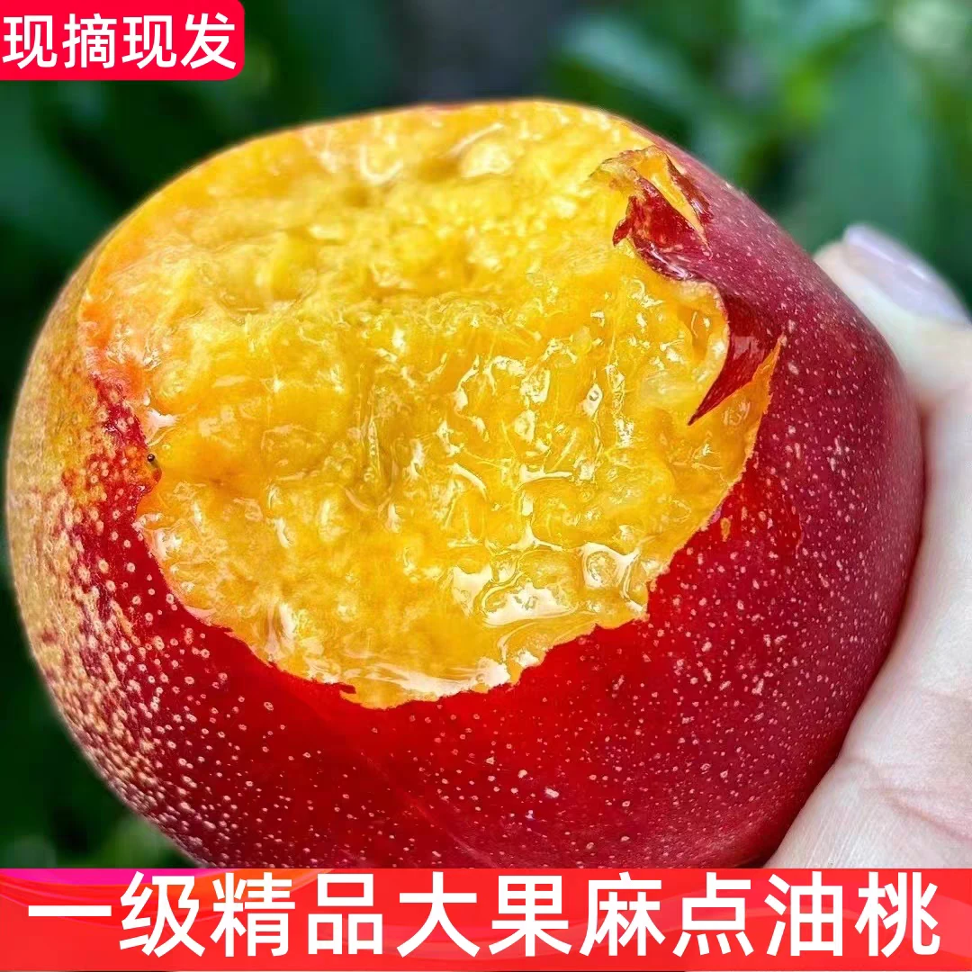 【蒙阴桃】麻点油桃脆甜多汁黄肉油桃现摘应季水果孕妇水果新鲜现摘