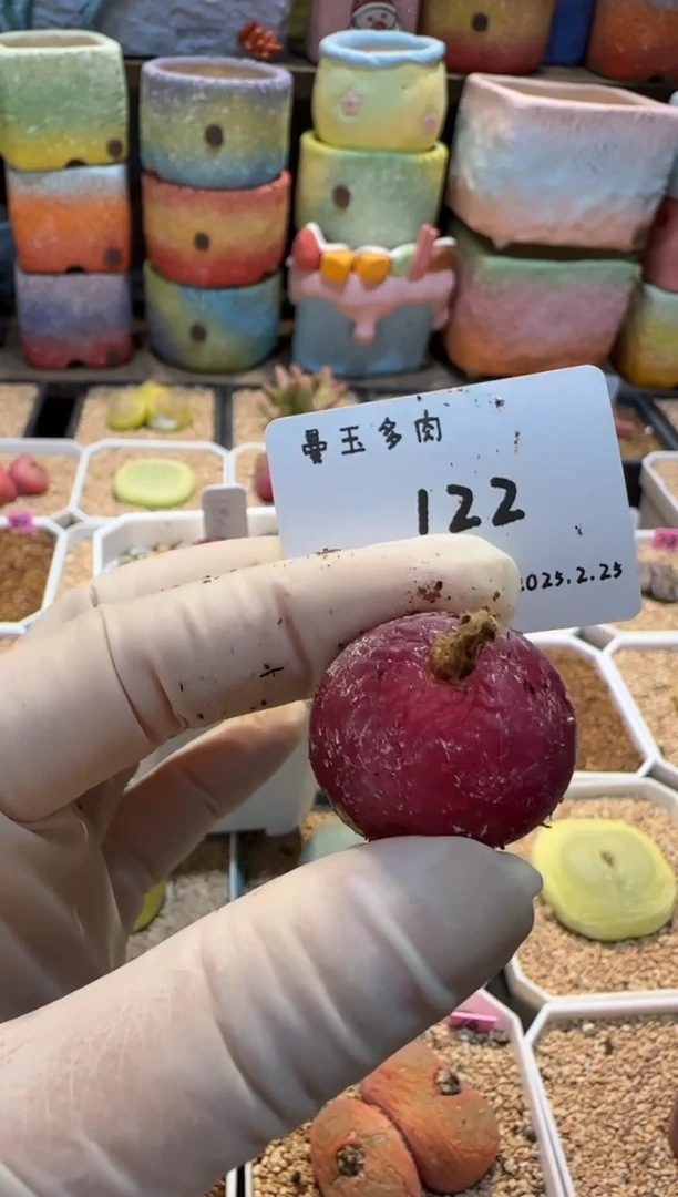 【闪购商品】25.2.25-122
