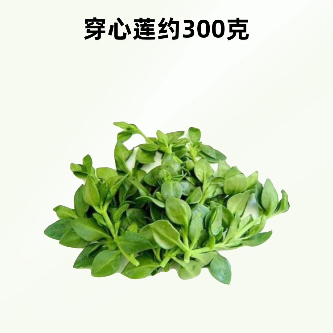 穿心莲（约280-300克）