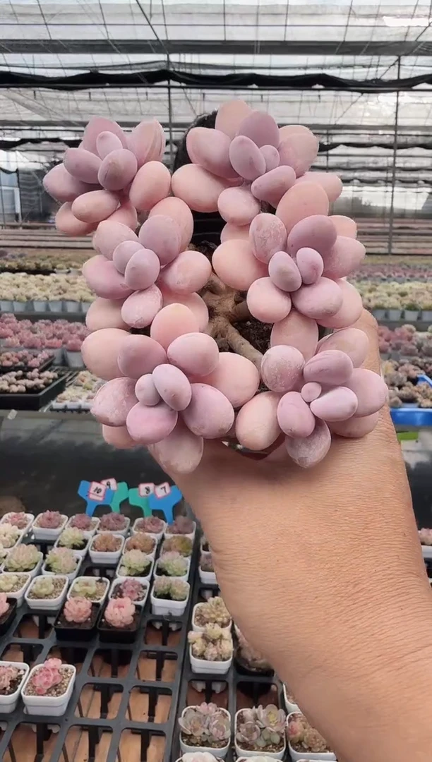 东云多肉园新款-41