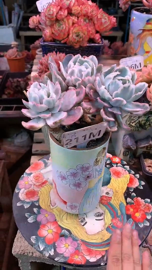 【闪购商品】211MMM